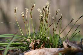 Attēlu rezultāti vaicājumam “Carex digitata”