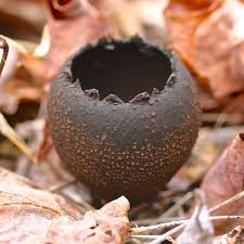 Attēlu rezultāti vaicājumam “Craterium sp.”