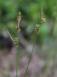 Attēlu rezultāti vaicājumam “Carex globularis flower”
