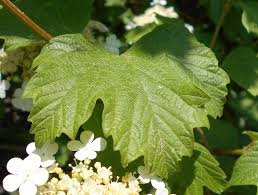 Attēlu rezultāti vaicājumam “Viburnum opulus leaf”