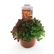 Attēlu rezultāti vaicājumam “Sedum sexangulare”