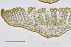 Attēlu rezultāti vaicājumam “Pogonatum urnigerum macro”