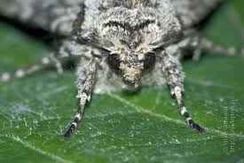 Attēlu rezultāti vaicājumam “Polia nebulosa”