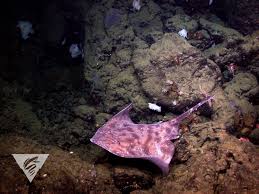 Image result for Amblyraja hyperborea