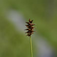 Attēlu rezultāti vaicājumam “Carex dioica”