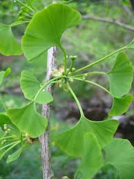 Attēlu rezultāti vaicājumam “Ginkgo biloba male flower”