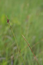 Attēlu rezultāti vaicājumam “Carex davalliana”