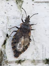 Attēlu rezultāti vaicājumam “Aradus betulae”