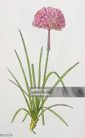 Attēlu rezultāti vaicājumam “Armeria vulgaris”
