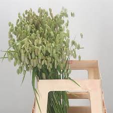 Attēlu rezultāti vaicājumam “Briza media flower”