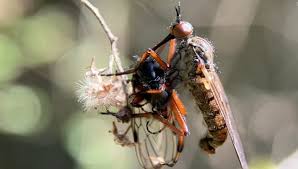 Attēlu rezultāti vaicājumam “Ptinus sp. male”