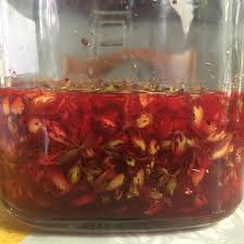 Attēlu rezultāti vaicājumam “Hypericum perforatum fruit”