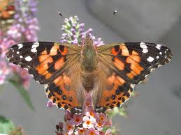 Attēlu rezultāti vaicājumam “Vanessa cardui”