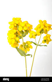 Image result for Calceolaria integrifolia