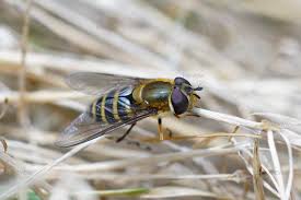 Attēlu rezultāti vaicājumam “Eurygaster testudinaria imago”