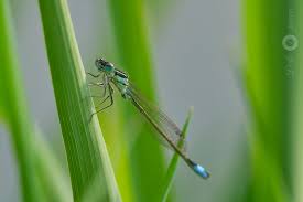 Attēlu rezultāti vaicājumam “Coenagrion armatum male”