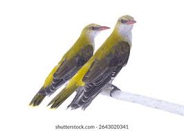 Attēlu rezultāti vaicājumam “Oriolus oriolus”