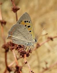 Attēlu rezultāti vaicājumam “Lycaena phlaeas underside”