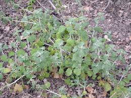Image result for Marrubium vulgare