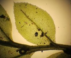 Attēlu rezultāti vaicājumam “Mnium stellare”