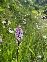 Attēlu rezultāti vaicājumam “Dactylorhiza fuchsii flower”