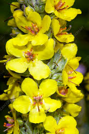 Attēlu rezultāti vaicājumam “Verbascum nigrum”