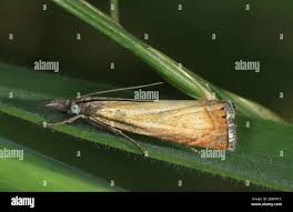 Attēlu rezultāti vaicājumam “Chrysoteuchia culmella”