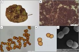 Attēlu rezultāti vaicājumam “Tranzschelia pruni-spinosae”
