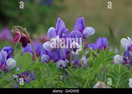 Attēlu rezultāti vaicājumam “Lathyrus japonicus subsp. maritimus leaf”