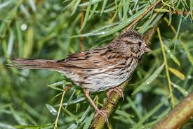 Image result for Melospiza melodia