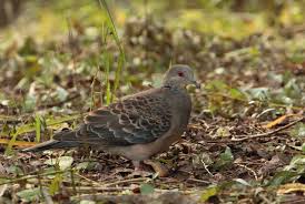 Image result for Streptopelia orientalis