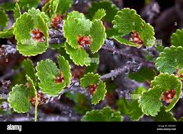 Attēlu rezultāti vaicājumam “Betula nana leaf”