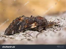 Attēlu rezultāti vaicājumam “Notodonta dromedarius”