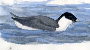 Image result for Synthliboramphus antiquus