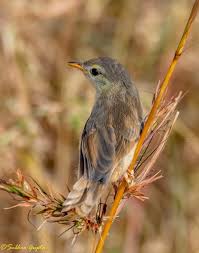 Attēlu rezultāti vaicājumam “Hippolais caligata”
