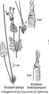 Attēlu rezultāti vaicājumam “Erodium cicutarium fruit”