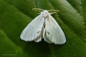 Attēlu rezultāti vaicājumam “Euproctis similis”