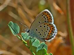 Attēlu rezultāti vaicājumam “Plebejus argus / Plebejus idas”