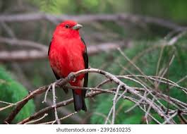 Image result for Piranga olivacea