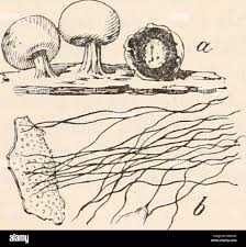 Attēlu rezultāti vaicājumam “Diderma umbilicatum”