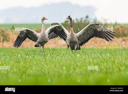 Attēlu rezultāti vaicājumam “Grus grus adult”