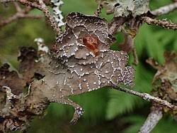 Attēlu rezultāti vaicājumam “Plectocarpon lichenum”