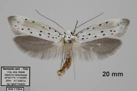 Attēlu rezultāti vaicājumam “Lyonetiidae”