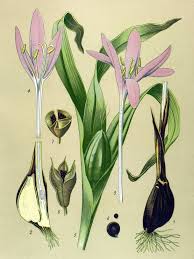 Attēlu rezultāti vaicājumam “Colchicum autumnale”