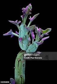 Attēlu rezultāti vaicājumam “Circaea lutetiana fruit”