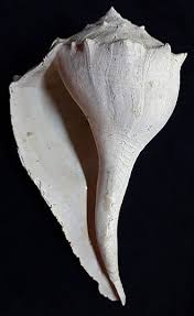 Image result for Sinistrofulgur perversum