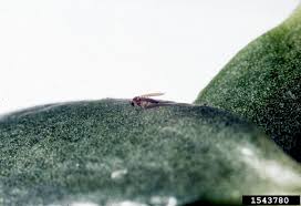 Attēlu rezultāti vaicājumam “Mycetophilidae”