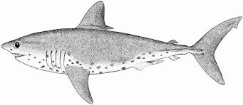 Image result for Lamna ditropis