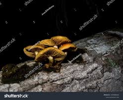 Attēlu rezultāti vaicājumam “Gymnopilus sapineus”