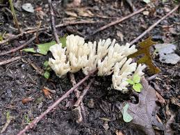 Attēlu rezultāti vaicājumam “Ramariopsis kunzei”